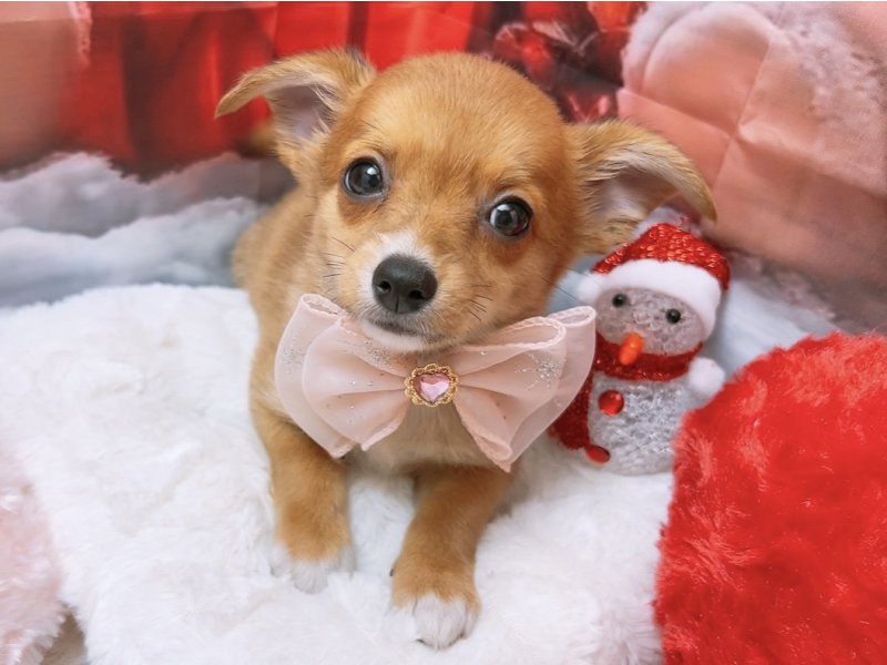 沖縄県のチワコーギー(チワワ×コーギー) (ワンラブカインズ糸満店(FC)/2025年9月7日生まれ/女の子/レッドホワイト)の子犬の2枚目の画像