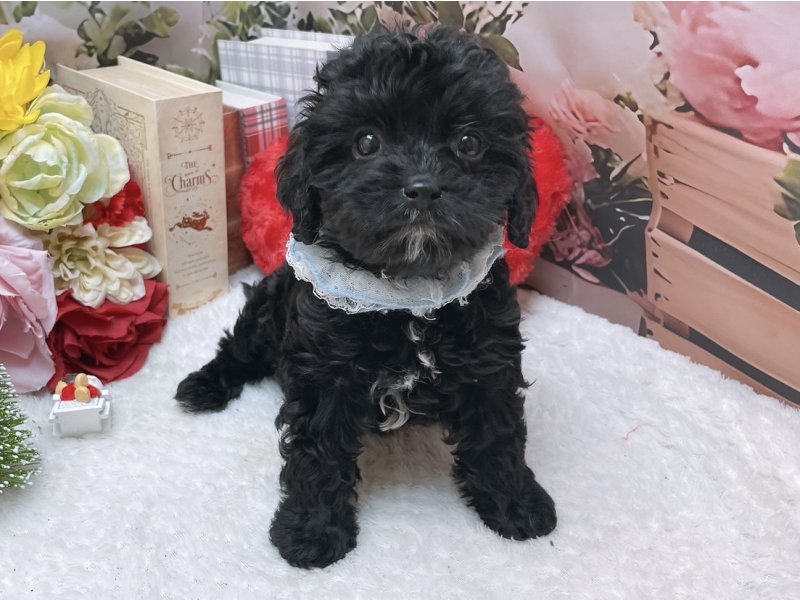 滋賀県のキャバプー(キャバリア×プードル) (ワンラブコ メ リパワー ペットアミ水口店(FC)/2025年9月10日生まれ/男の子/ブラックホワイト)の子犬の2枚目の画像