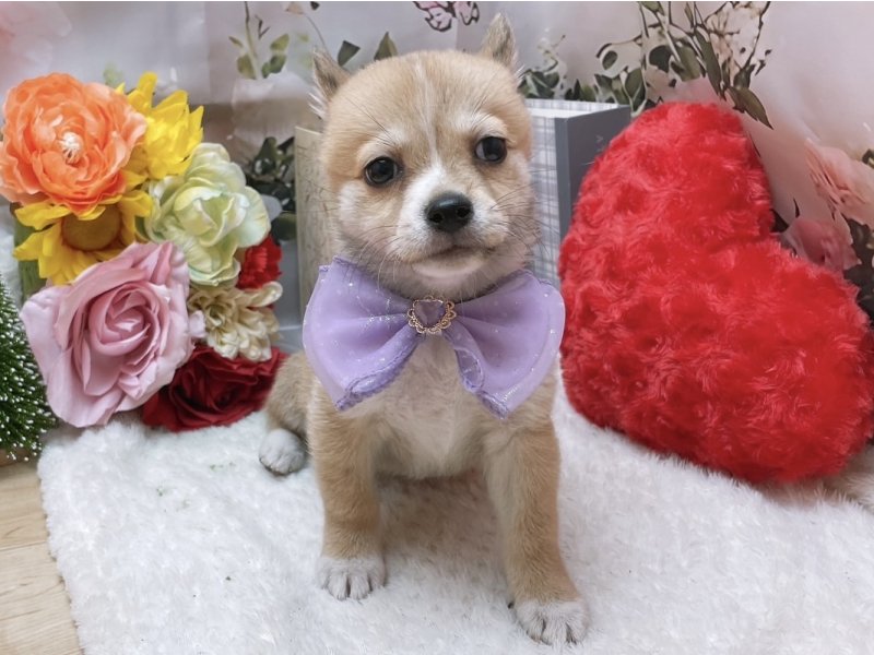 岐阜県のチワ柴/柴チワ/チワシバ(チワワ×柴) (ワンラブホームセンターバロー北方店(FC)/2025年9月6日生まれ/女の子/レッドホワイト)の子犬の2枚目の画像