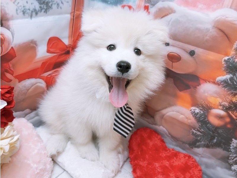 新潟県のサモエド (ワンラブフレスポ赤道店(FC)/2025年9月7日生まれ/男の子/ホワイト)の子犬の2枚目の画像