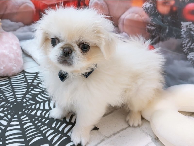 愛知県のペキニーズ (ワンラブカインズ豊田四郷店(FC)/2025年9月13日生まれ/女の子/ホワイト)の子犬の2枚目の画像
