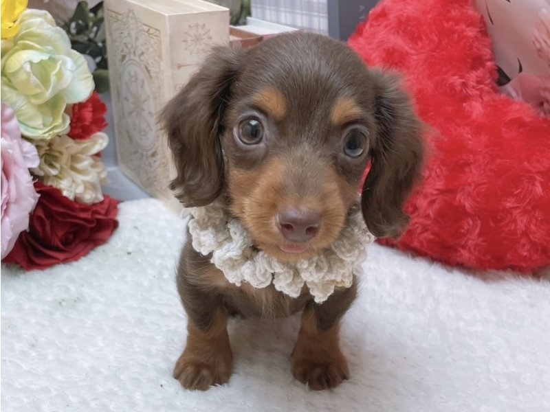 岐阜県のミニチュアダックスフンド(ロング) (ワンラブホームセンターバロー北方店(FC)/2025年9月7日生まれ/男の子/チョコレートタン)の子犬の2枚目の画像