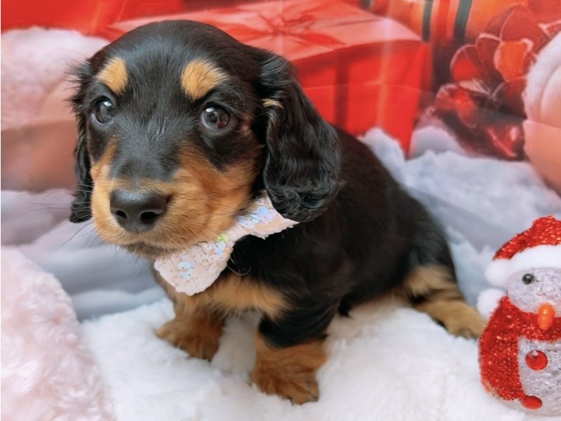 沖縄県のミニチュアダックスフンド(ロング) (ワンラブカインズ糸満店(FC)/2025年9月10日生まれ/男の子/ブラックタン)の子犬の2枚目の画像