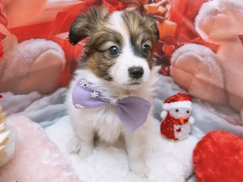 沖縄県のパピヨン (ワンラブカインズあがり浜店(FC)/2025年9月13日生まれ/男の子/ホワイトブラウン)の子犬の2枚目の画像