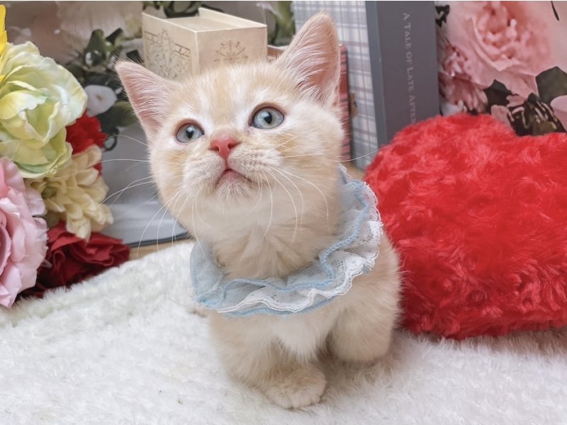 大阪府のマンチカン (ワンラブカインズ太子店(FC)/2025年9月11日生まれ/男の子/カメオマッカレルタビー)の子猫の2枚目の画像