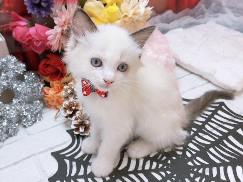 愛知県のラグドール (ワンラブカインズ豊田四郷店(FC)/2025年9月12日生まれ/男の子/シールポイントバイカラー)の子猫の2枚目の画像