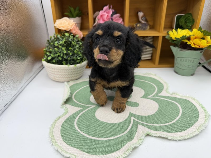 静岡県のミニチュアダックスフンド(ロング) (ワンラブカインズ清水店(FC)/2025年9月5日生まれ/女の子/ブラックタン)の子犬の2枚目の画像