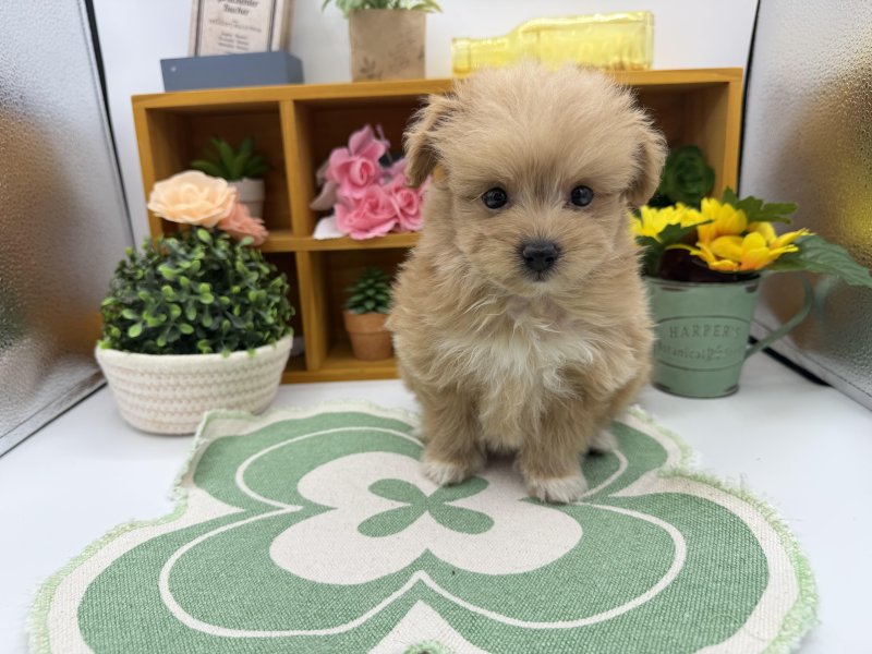 静岡県のポメプー(ポメラニアン×プードル) (ワンラブカインズ清水店(FC)/2025年9月9日生まれ/女の子/クリーム)の子犬の2枚目の画像