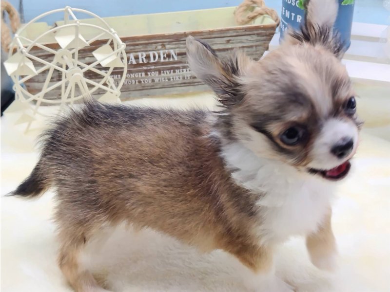 静岡県のチワワ(ロング) (ワンラブカインズ藤枝店(FC)/2025年9月10日生まれ/男の子/フォーンホワイト)の子犬の2枚目の画像