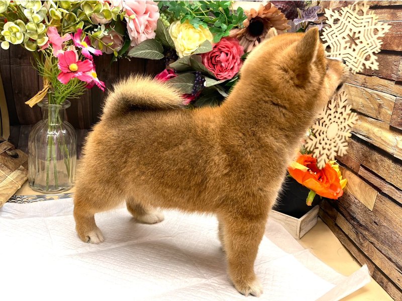 京都府の豆柴 (ワンラブカインズ木津川店(FC)/2025年9月12日生まれ/男の子/赤)の子犬の2枚目の画像