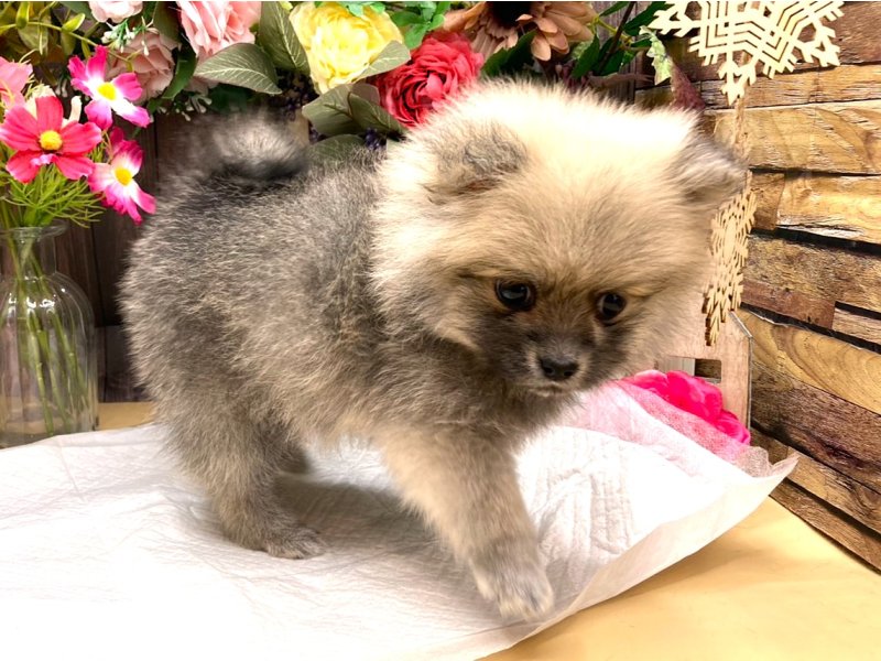 京都府のポメラニアン (ワンラブカインズ木津川店(FC)/2025年9月14日生まれ/女の子/クリームセーブル)の子犬の2枚目の画像