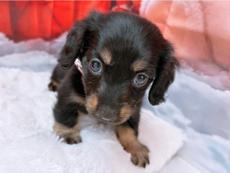 愛知県のミニチュアダックスフンド(ロング) (ワンラブカインズ豊田四郷店(FC)/2025年9月17日生まれ/女の子/ブラックタン)の子犬の2枚目の画像