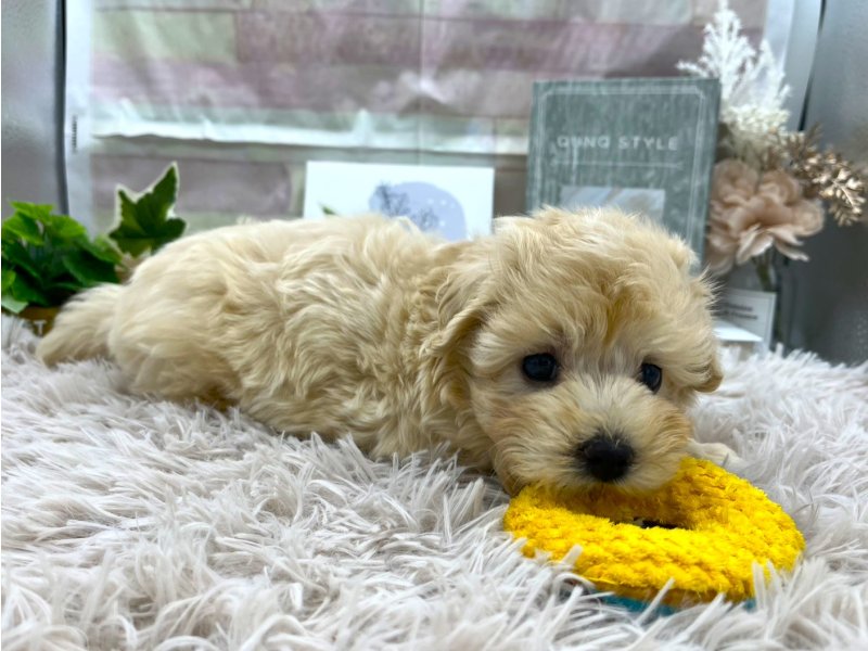 静岡県のマルプー(マルチーズ×プードル) (ワンラブカインズ掛川店(FC)/2025年9月12日生まれ/男の子/アプリコット)の子犬の2枚目の画像