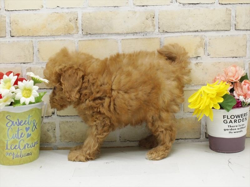 福岡県のトイプードル(トイ) (ワンラブ福岡総本店/2025年9月15日生まれ/男の子/レッド)の子犬の2枚目の画像