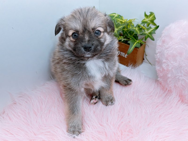 愛知県のチワックス(チワワ×ダックス) (ワンラブペッツビレッジ アピタ木曽川店(FC)/2025年9月20日生まれ/男の子/レッド)の子犬の2枚目の画像