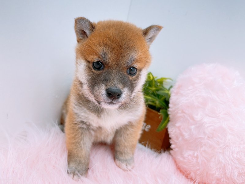 愛知県の豆柴 (ワンラブカインズ小牧店(FC)/2025年9月20日生まれ/女の子/赤)の子犬の2枚目の画像