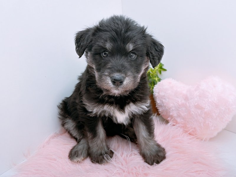 愛知県のハーフ犬・ミックス犬 (ワンラブカインズ小牧店(FC)/2025年9月21日生まれ/女の子/ブラックホワイト)の子犬の2枚目の画像