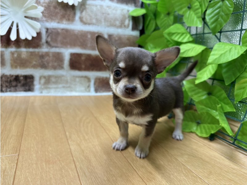 福島県のチワワ(ロング) (ワンラブカインズ白河モール店(FC)/2025年9月20日生まれ/男の子/チョコレートタン)の子犬の2枚目の画像