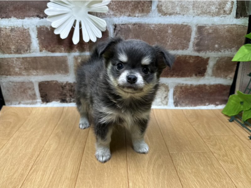 福島県のチワワ(ロング) (ワンラブカインズ白河モール店(FC)/2025年9月20日生まれ/女の子/ブルークリームホワイト)の子犬の2枚目の画像