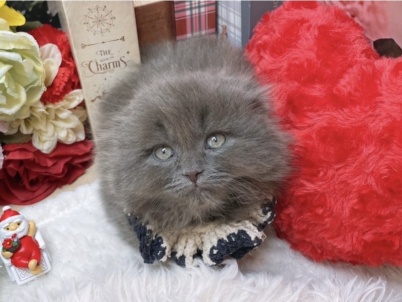 大阪府のフォールデックス (ワンラブカインズ太子店(FC)/2025年9月20日生まれ/男の子/ブルー)の子猫の2枚目の画像