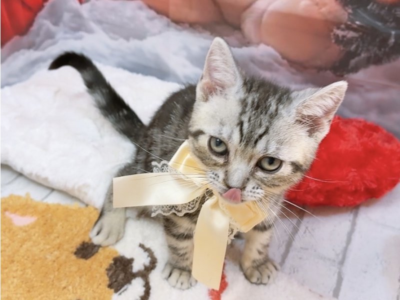 愛知県のアメリカンショートヘアー (ワンラブカインズ豊田四郷店(FC)/2025年9月18日生まれ/男の子/シルバータビー)の子猫の2枚目の画像