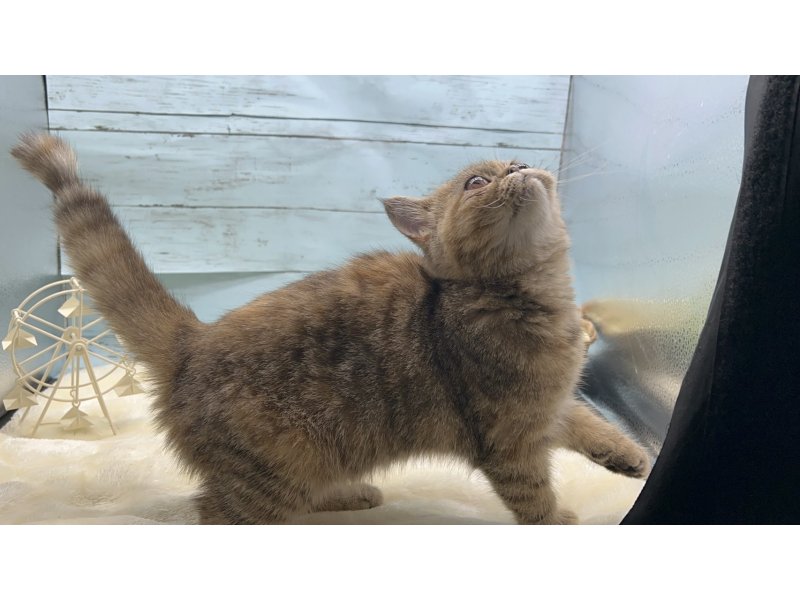 静岡県のエキゾチック (ワンラブカインズ藤枝店(FC)/2025年9月13日生まれ/女の子/ブラウンパッチドタビー)の子猫の2枚目の画像