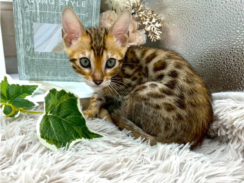 静岡県のベンガル (ワンラブカインズ掛川店(FC)/2025年9月19日生まれ/女の子/ブラウンスポットタビー)の子猫の2枚目の画像
