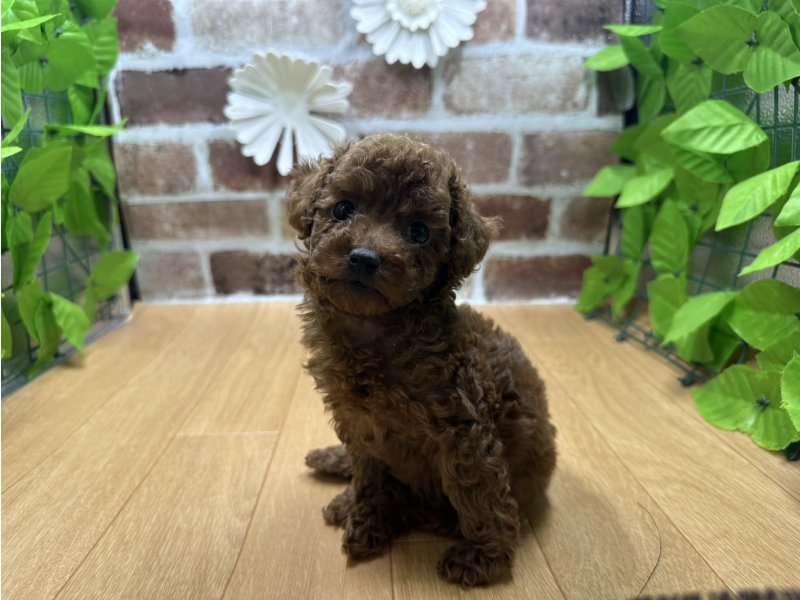 福島県のトイプードル(トイ) (ワンラブカインズ白河モール店(FC)/2025年9月27日生まれ/男の子/レッド)の子犬の2枚目の画像