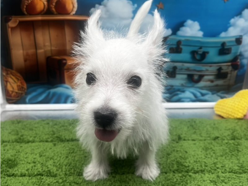 福岡県のウエストハイランドホワイトテリア (ワンラブﾎｰﾑﾜｲﾄﾞ ﾍﾟｯﾄ＆ｸﾞﾘｰﾝ和白店(FC)/2025年11月27日生まれ/男の子/ホワイト)の子犬の2枚目の画像