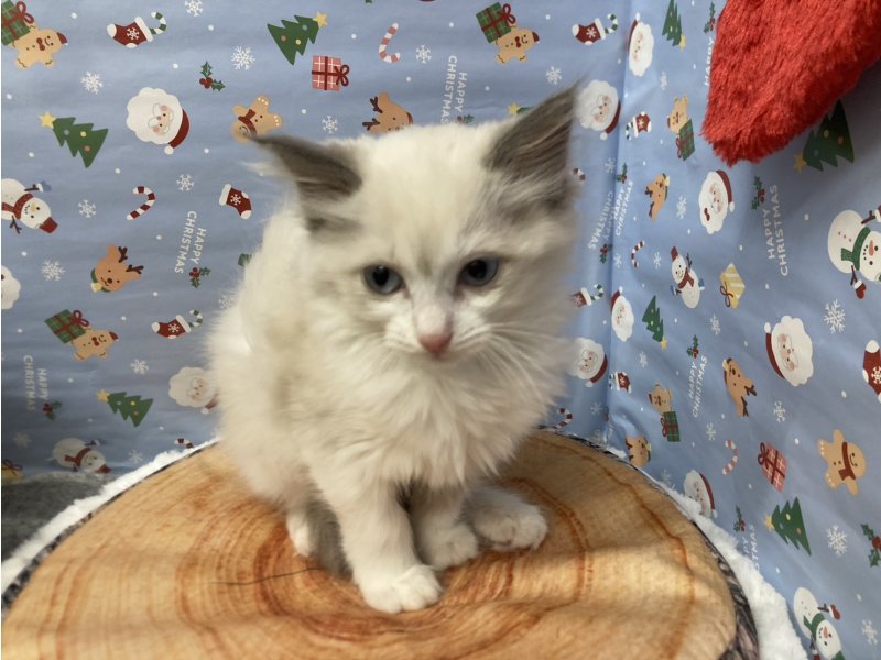 埼玉県のラグドール (ワンラブカインズ羽生店(FC)/2025年9月18日生まれ/女の子/ブルーポイントバイカラー)の子猫の2枚目の画像