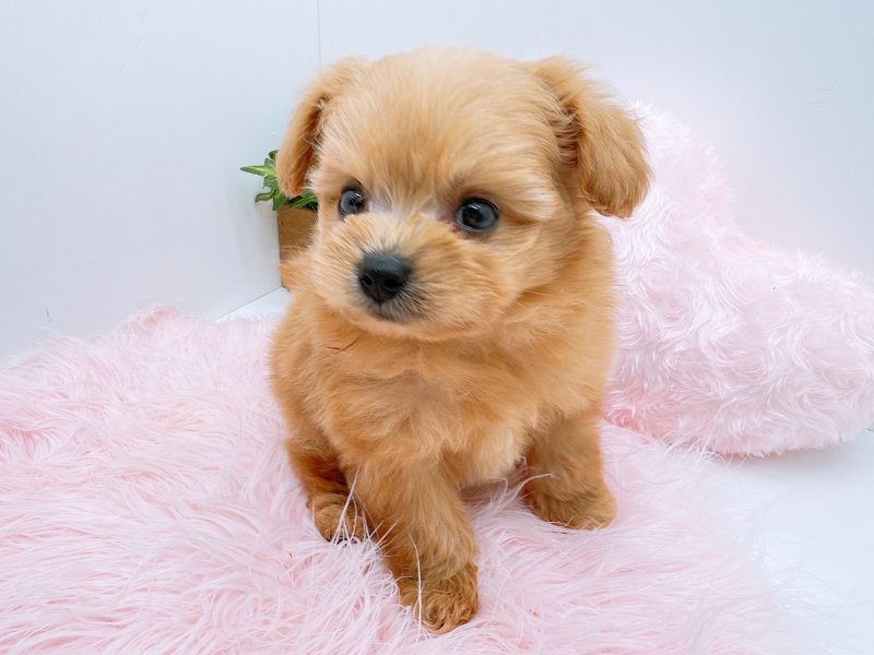 愛知県のポメプー(ポメラニアン×プードル) (ワンラブカインズ小牧店(FC)/2025年10月4日生まれ/女の子/クリーム)の子犬の2枚目の画像