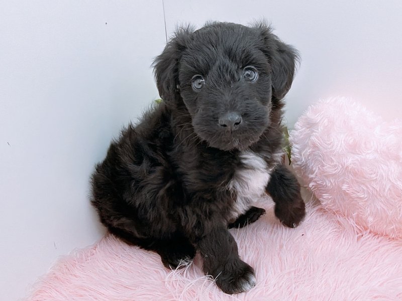 愛知県のハーフ犬・ミックス犬 (ワンラブペッツビレッジ アピタ木曽川店(FC)/2025年10月4日生まれ/男の子/ブラックホワイト)の子犬の2枚目の画像