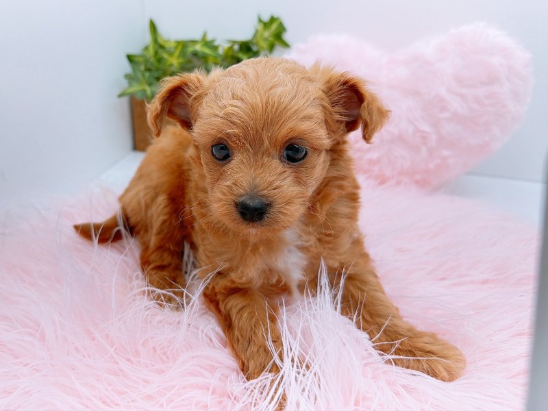 愛知県のチワプー/プーチー(チワワ×プードル) (ワンラブカインズ小牧店(FC)/2025年10月5日生まれ/男の子/レッド)の子犬の2枚目の画像