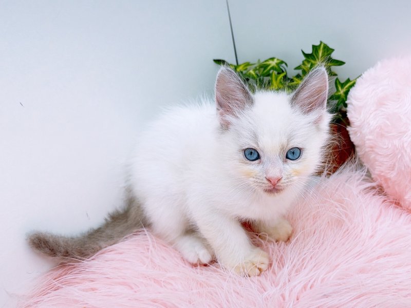 愛知県のラグドール (ワンラブペッツビレッジ アピタ木曽川店(FC)/2025年10月4日生まれ/男の子/ブルーポイントバイカラー)の子猫の2枚目の画像