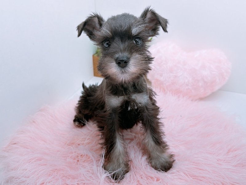 愛知県のミニチュアシュナウザー (ワンラブカインズ小牧店(FC)/2025年10月4日生まれ/女の子/ブラックシルバー)の子犬の2枚目の画像