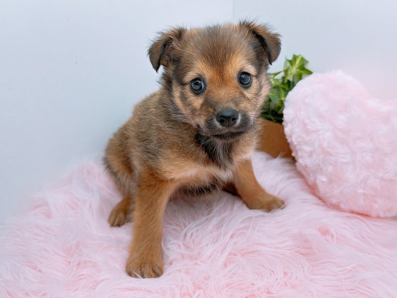 愛知県のﾐﾆﾋﾟﾝｽﾋﾟｯﾂ【ﾐﾆﾋﾟﾝ×ｽﾋﾟｯﾂ】 (ワンラブペッツビレッジ アピタ木曽川店(FC)/2025年9月27日生まれ/女の子/レッド)の子犬の2枚目の画像