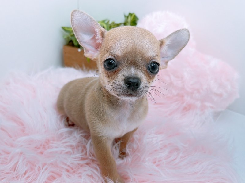 愛知県のチワワ(ロング) (ワンラブカインズ小牧店(FC)/2025年10月5日生まれ/男の子/ブルーフォーン)の子犬の2枚目の画像