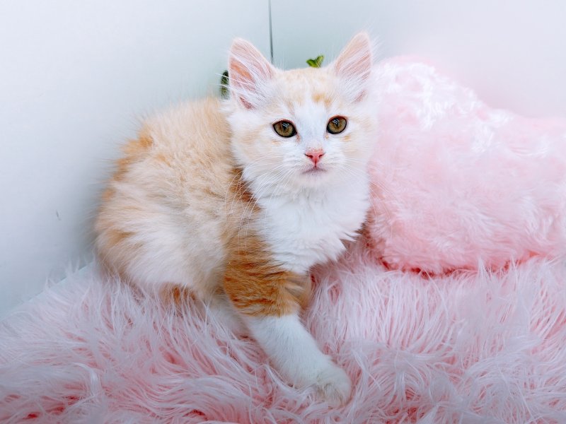 愛知県のラパーマ (ワンラブカインズ小牧店(FC)/2025年10月5日生まれ/女の子/レッドタビーホワイト)の子猫の2枚目の画像