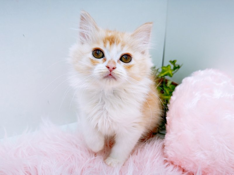 愛知県のラパーマ (ワンラブカインズ小牧店(FC)/2025年10月5日生まれ/女の子/レッドタビーホワイト)の子猫の2枚目の画像