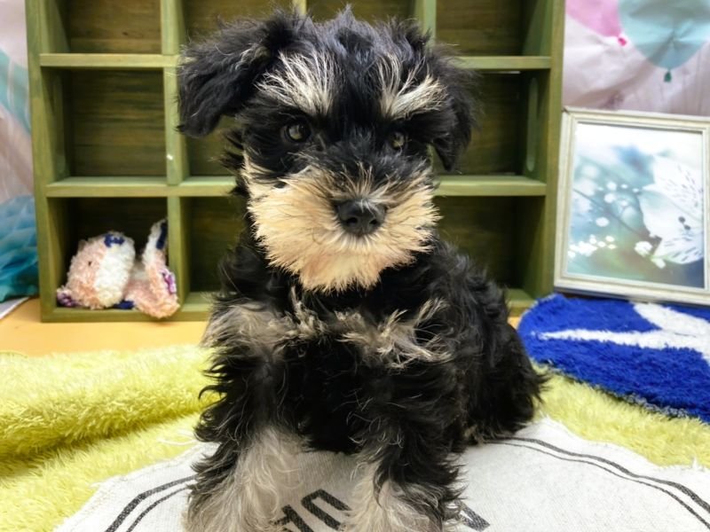 静岡県のミニチュアシュナウザー (ワンラブカインズ富士宮小泉店(FC)/2025年9月23日生まれ/女の子/ブラックシルバー)の子犬の2枚目の画像