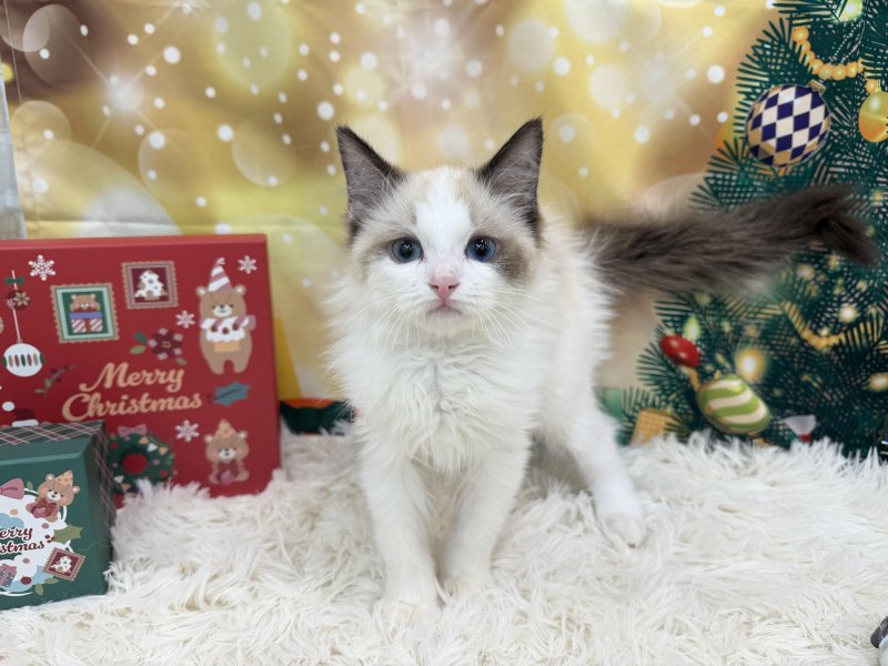 静岡県のラグドール (ワンラブカインズ清水店(FC)/2025年9月22日生まれ/男の子/シールポイントバイカラー)の子猫の2枚目の画像