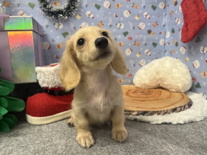 埼玉県のミニチュアダックスフンド(ロング) (ワンラブカインズ羽生店(FC)/2025年9月17日生まれ/女の子/イエロー)の子犬の2枚目の画像