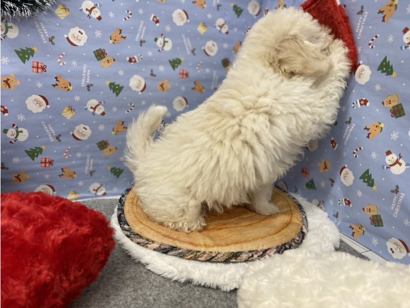 埼玉県のビションプー(ビションフリーゼ×プードル) (ワンラブカインズ羽生店(FC)/2025年9月16日生まれ/男の子/クリーム)の子犬の2枚目の画像