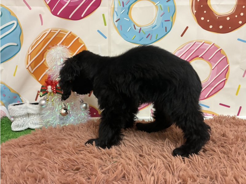 静岡県のアメリカンコッカースパニエル (ワンラブカインズ掛川店(FC)/2025年8月23日生まれ/男の子/ブラック)の子犬の2枚目の画像