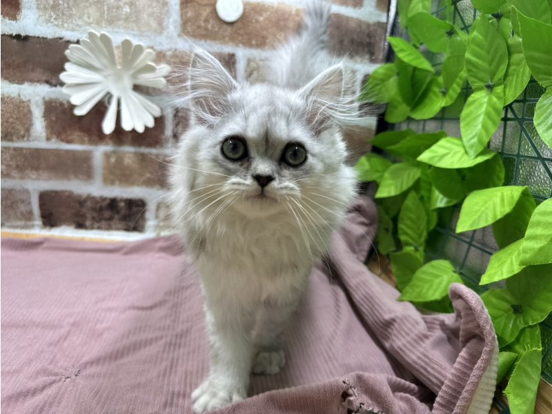 福島県のラガマフィン (ワンラブカインズ白河モール店(FC)/2025年9月10日生まれ/男の子/シルバー)の子猫の2枚目の画像