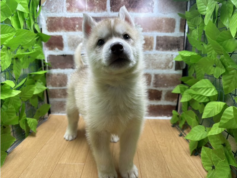 福島県のシベリアンハスキー (ワンラブカインズ白河モール店(FC)/2025年10月4日生まれ/男の子/レッド)の子犬の2枚目の画像