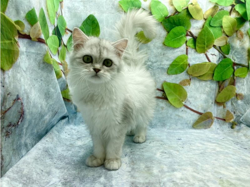 埼玉県のラガマフィン (ワンラブカインズ北本店(FC)/2025年9月10日生まれ/女の子/シルバー)の子猫の2枚目の画像