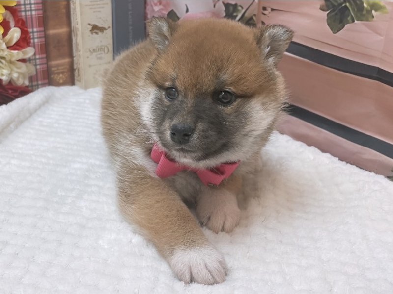 岐阜県の柴犬(標準サイズ) (ワンラブホームセンターバロー北方店(FC)/2025年10月11日生まれ/女の子/赤)の子犬の2枚目の画像