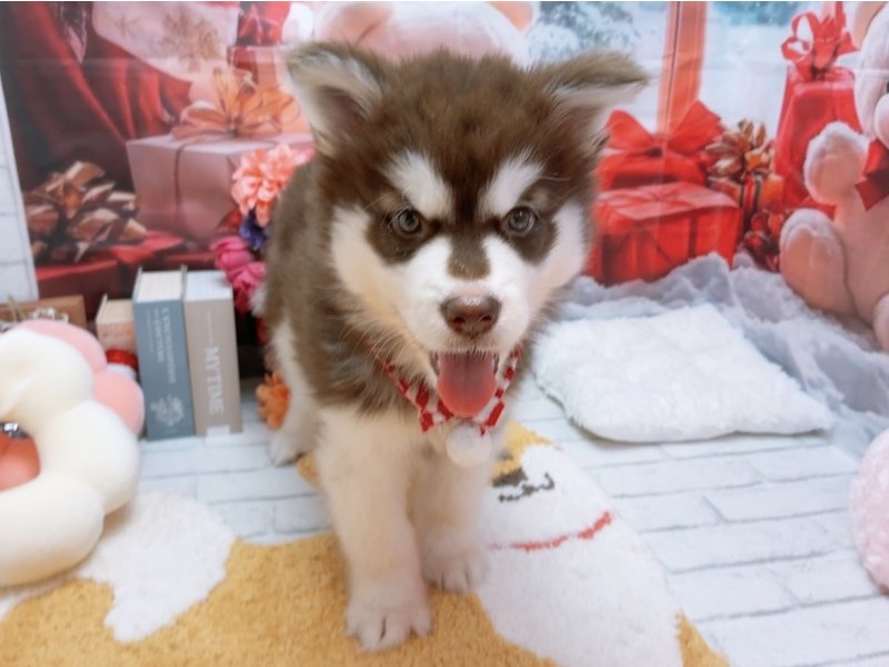 愛知県のアラスカンマラミュート (ワンラブカインズ豊田四郷店(FC)/2025年10月4日生まれ/女の子/ブラウンホワイト)の子犬の2枚目の画像