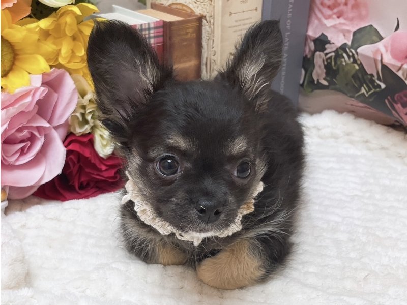 岐阜県のチワワ(ロング) (ワンラブペッツビレッジ アピタ北方店(FC)/2025年10月4日生まれ/男の子/ブラックタンホワイト)の子犬の2枚目の画像